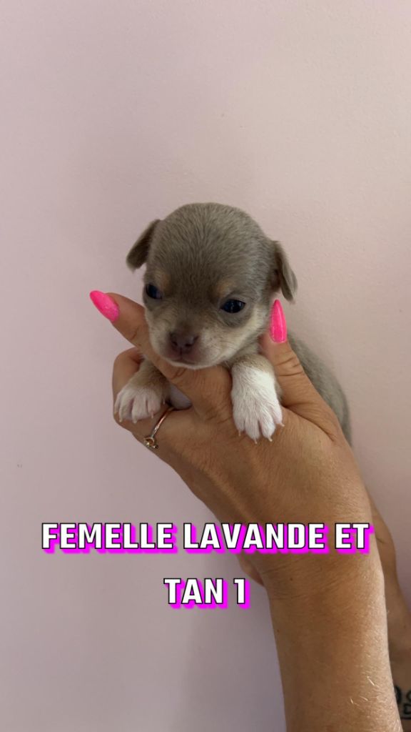 Perrine Toinon - Chiot disponible  - Chihuahua