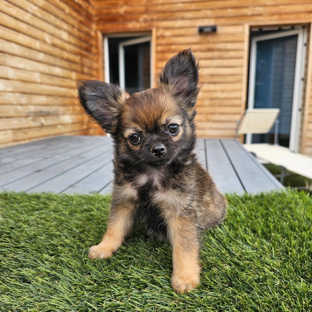 Perrine Toinon - Chiots disponibles - Chihuahua