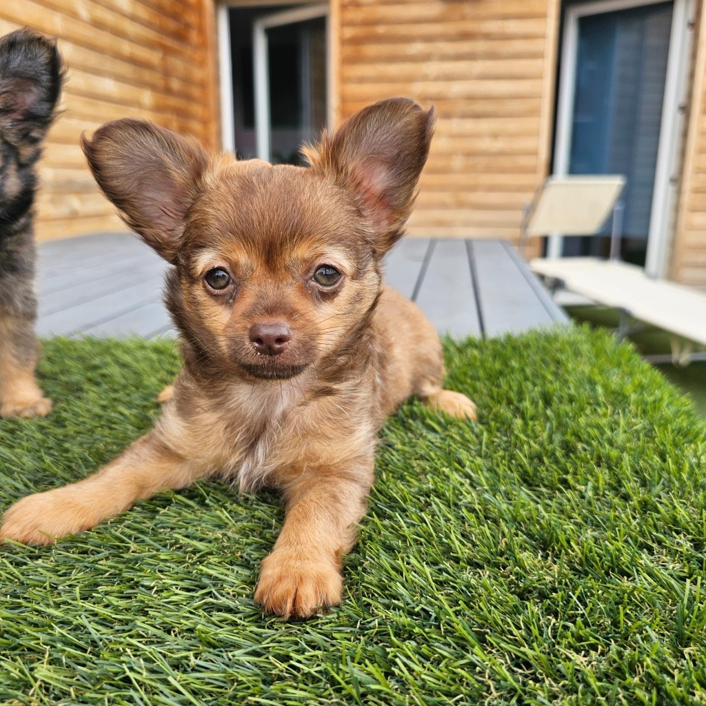 Perrine Toinon - Chiots disponibles - Chihuahua