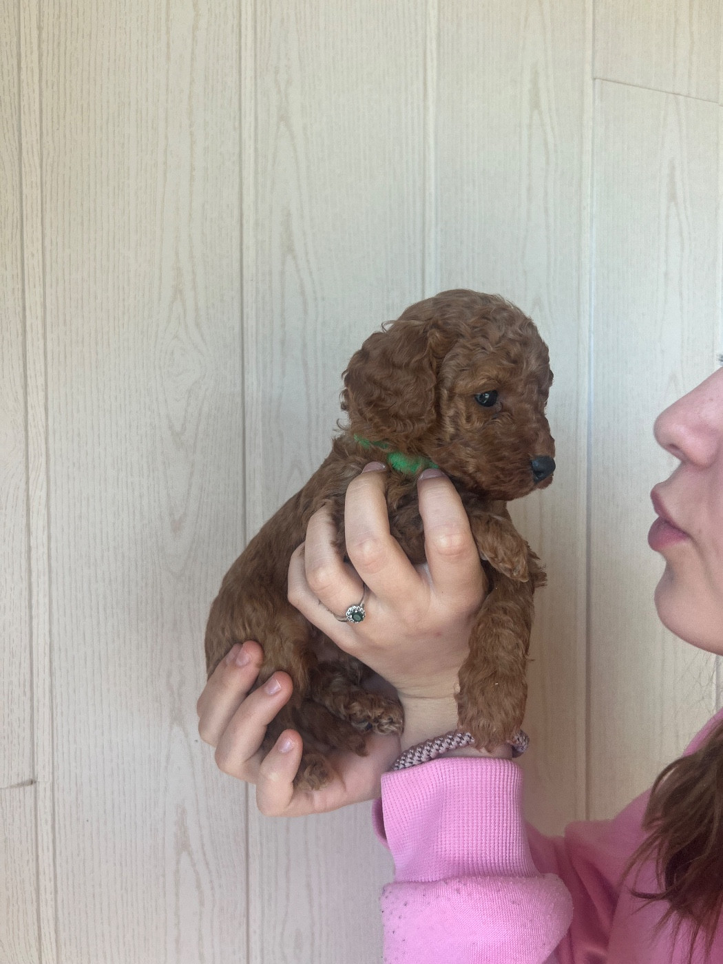 Perrine Toinon - Chiots disponibles - Caniche