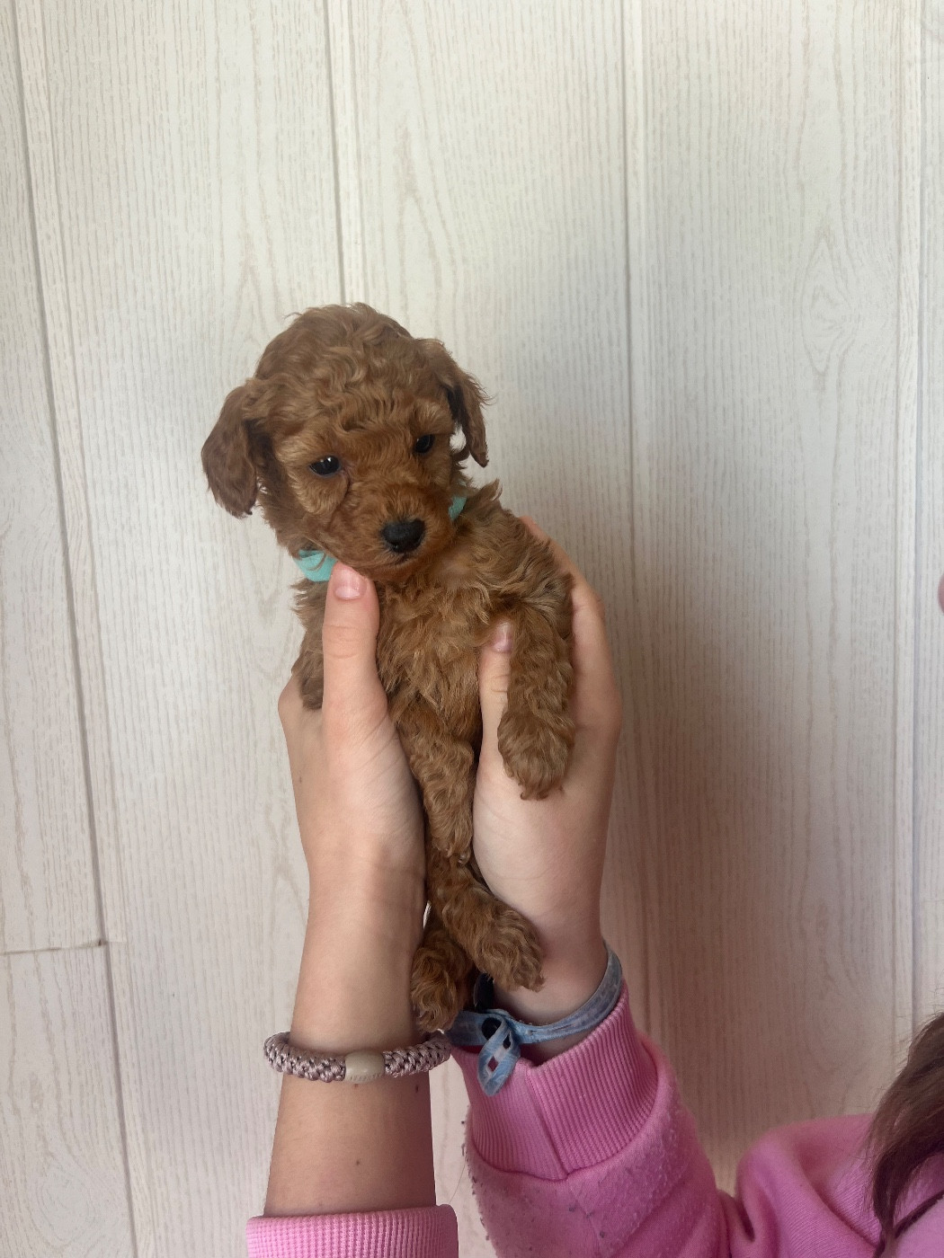 Perrine Toinon - Chiots disponibles - Caniche