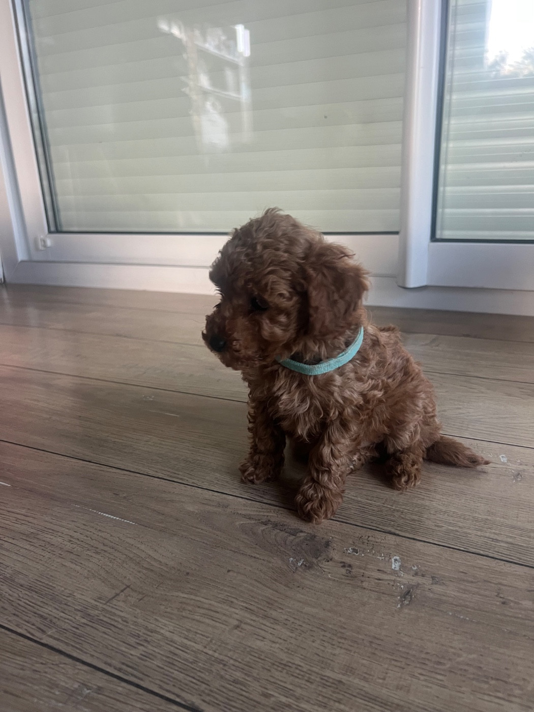 Perrine Toinon - Chiots disponibles - Caniche