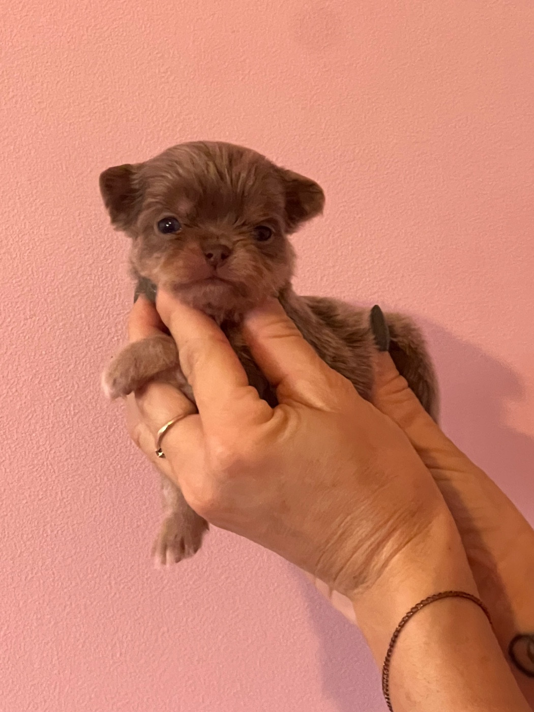 Perrine Toinon - Chiots disponibles - Chihuahua