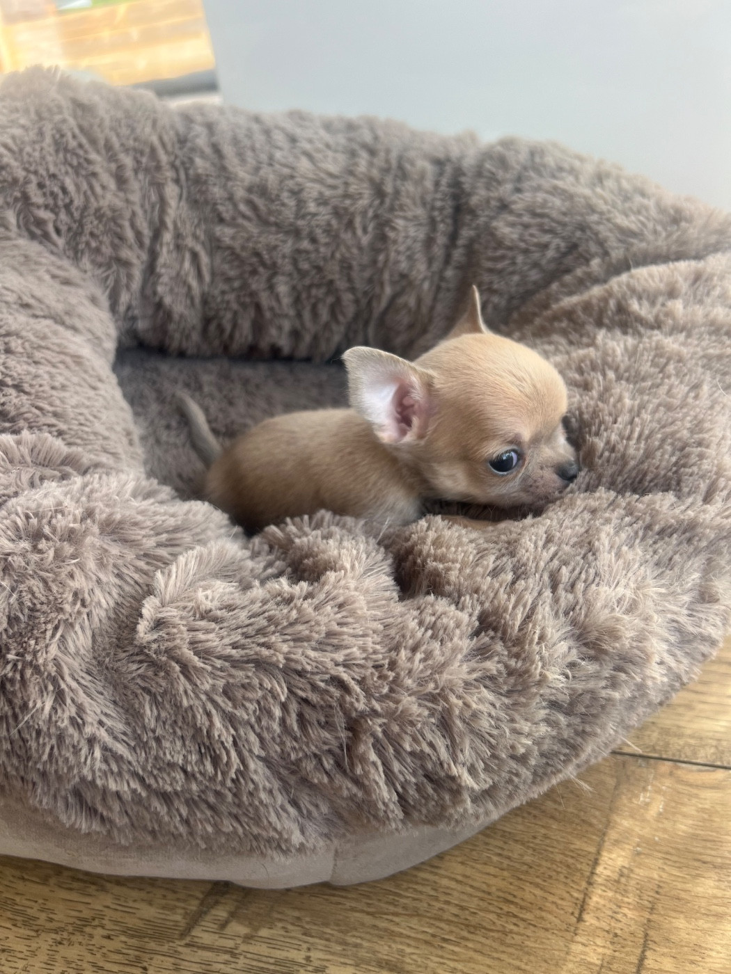 Perrine Toinon - Chiots disponibles - Chihuahua