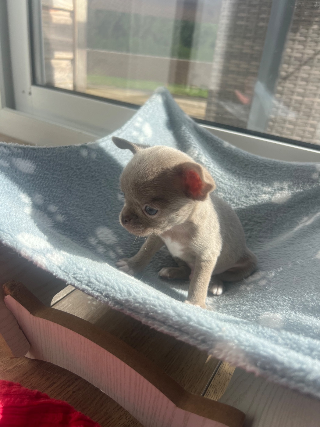 Perrine Toinon - Chiots disponibles - Chihuahua