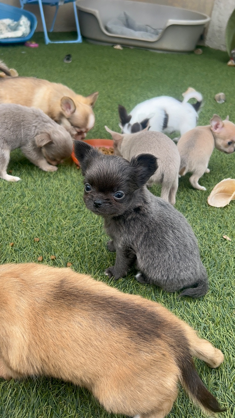 Perrine Toinon - Chiots disponibles - Chihuahua