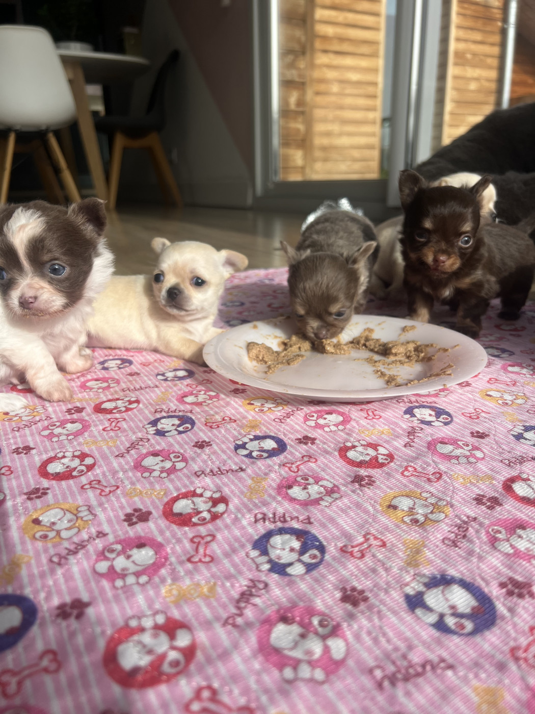 Chiot Chihuahua Perrine Toinon