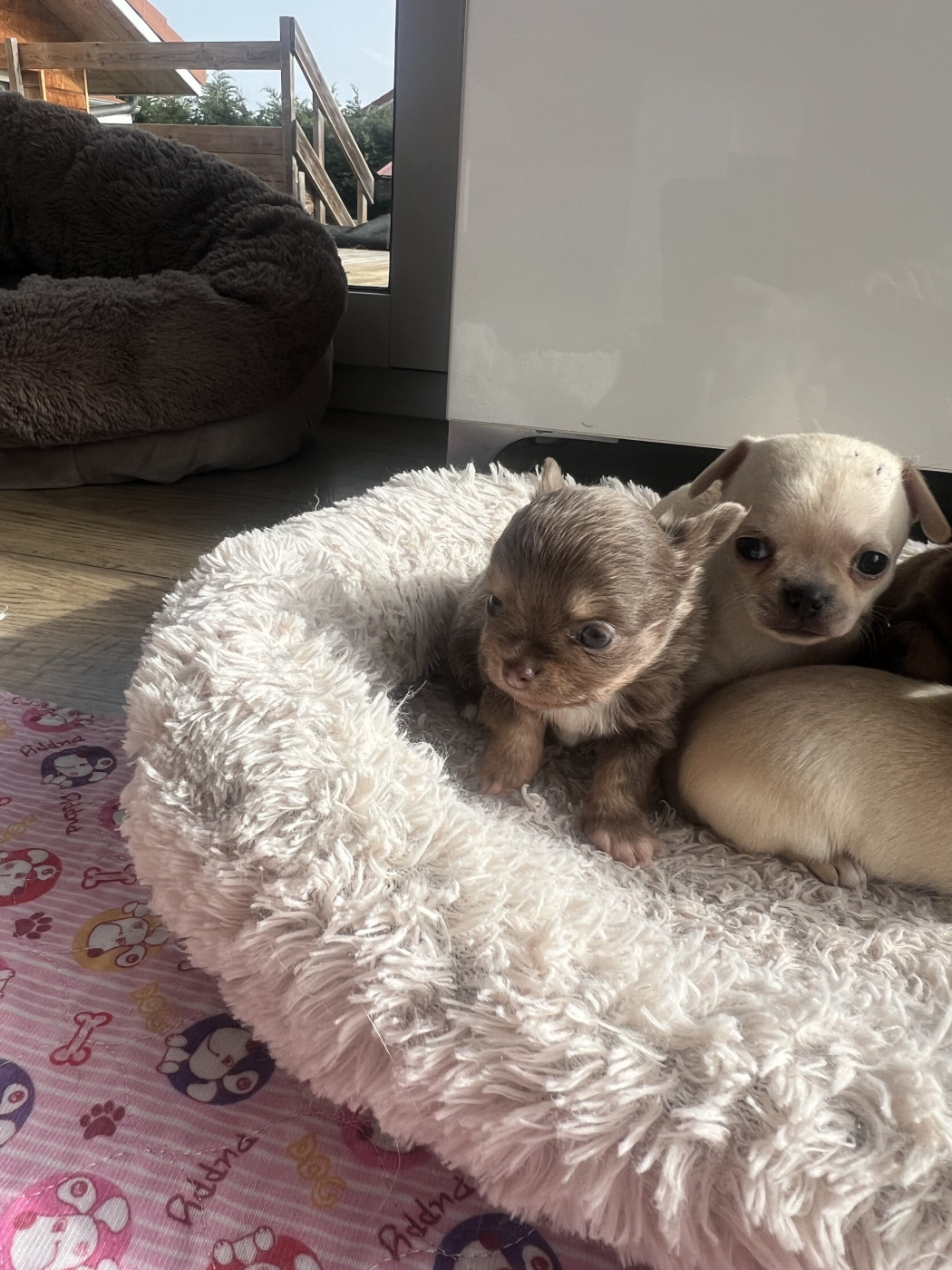 Perrine Toinon - Chiots disponibles - Chihuahua