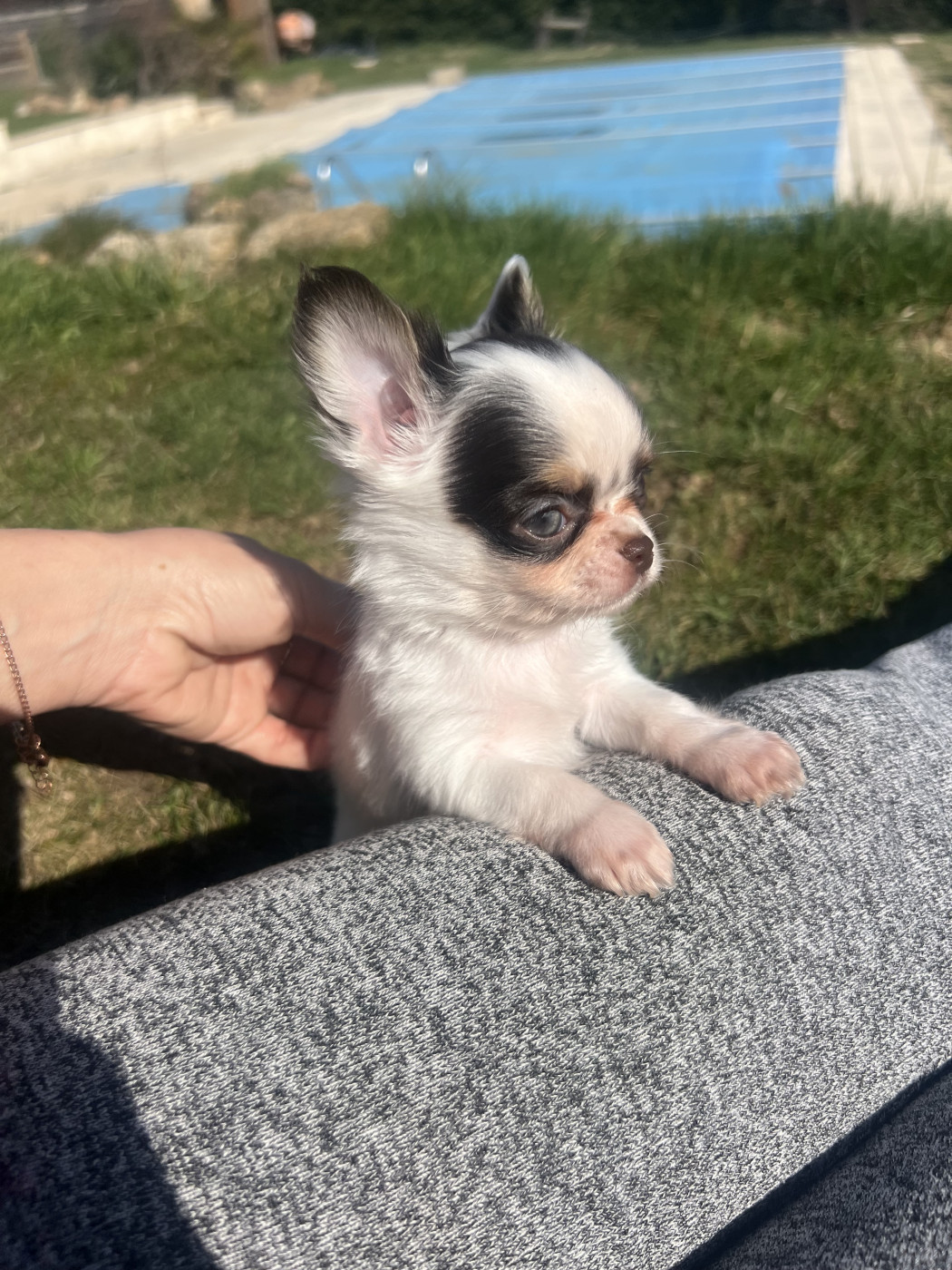 Perrine Toinon - Chiots disponibles - Chihuahua