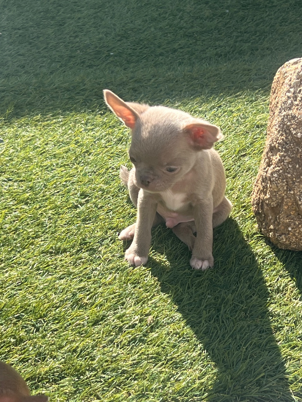 Perrine Toinon - Chiots disponibles - Chihuahua