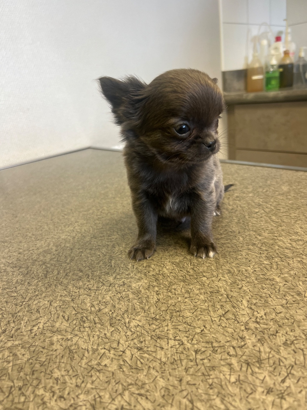 Perrine Toinon - Chiots disponibles - Chihuahua