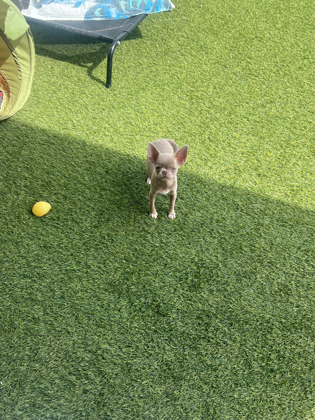 Perrine Toinon - Chiots disponibles - Chihuahua