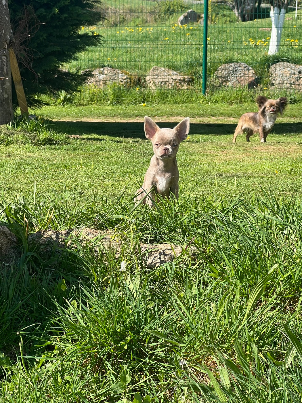 Perrine Toinon - Chiots disponibles - Chihuahua
