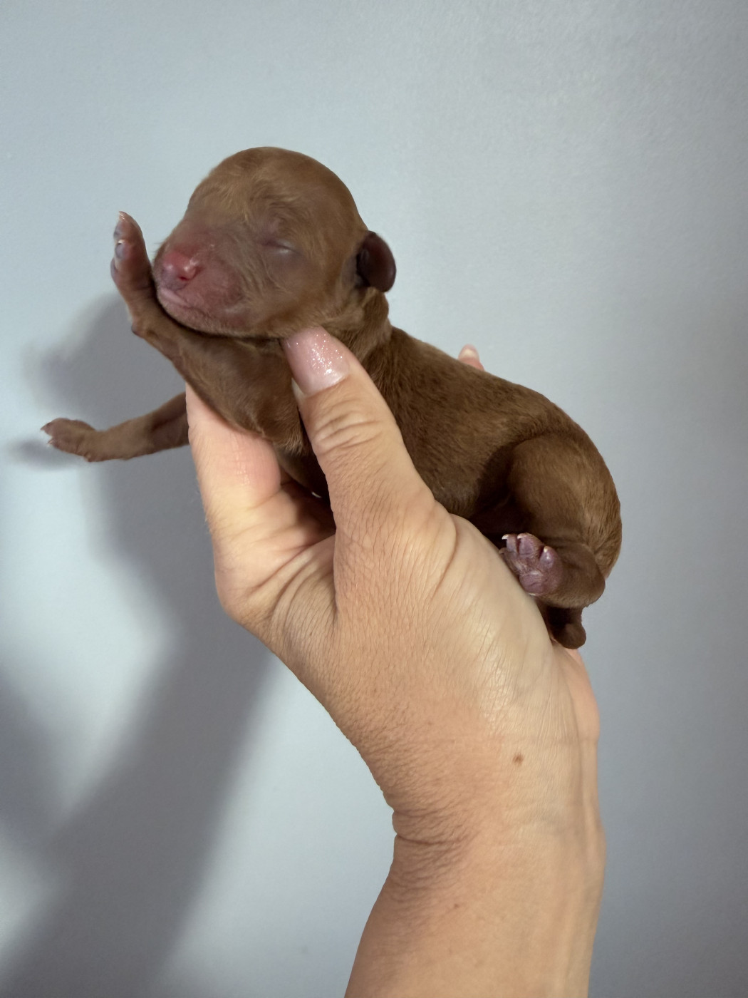 Perrine Toinon - Chiots disponibles - Caniche