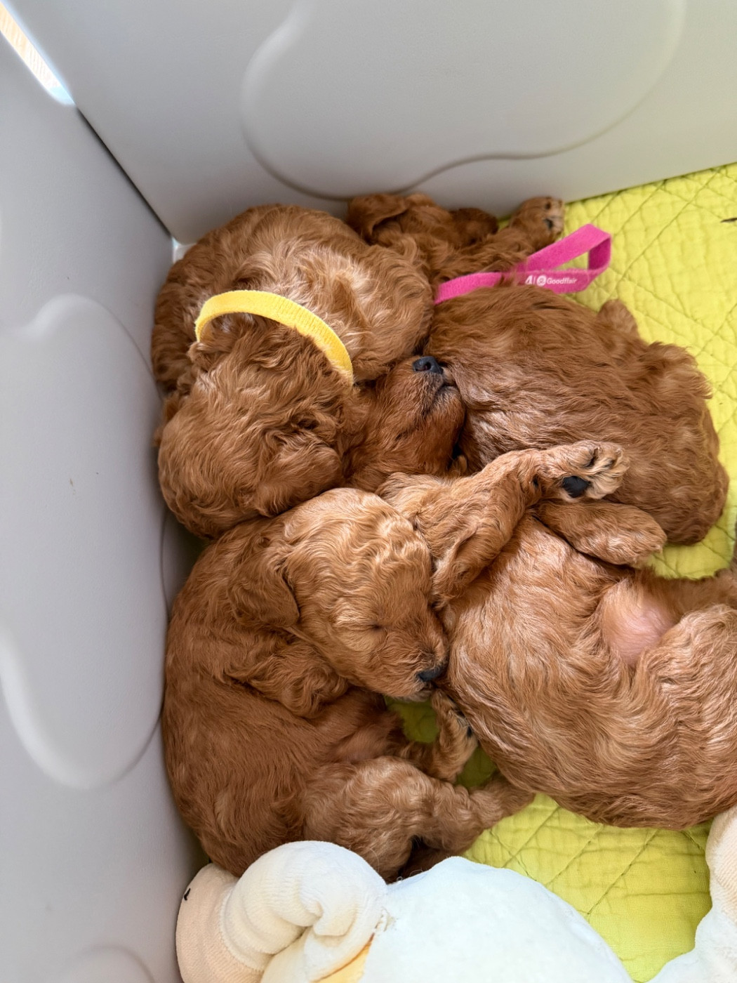 Perrine Toinon - Chiots disponibles - Caniche