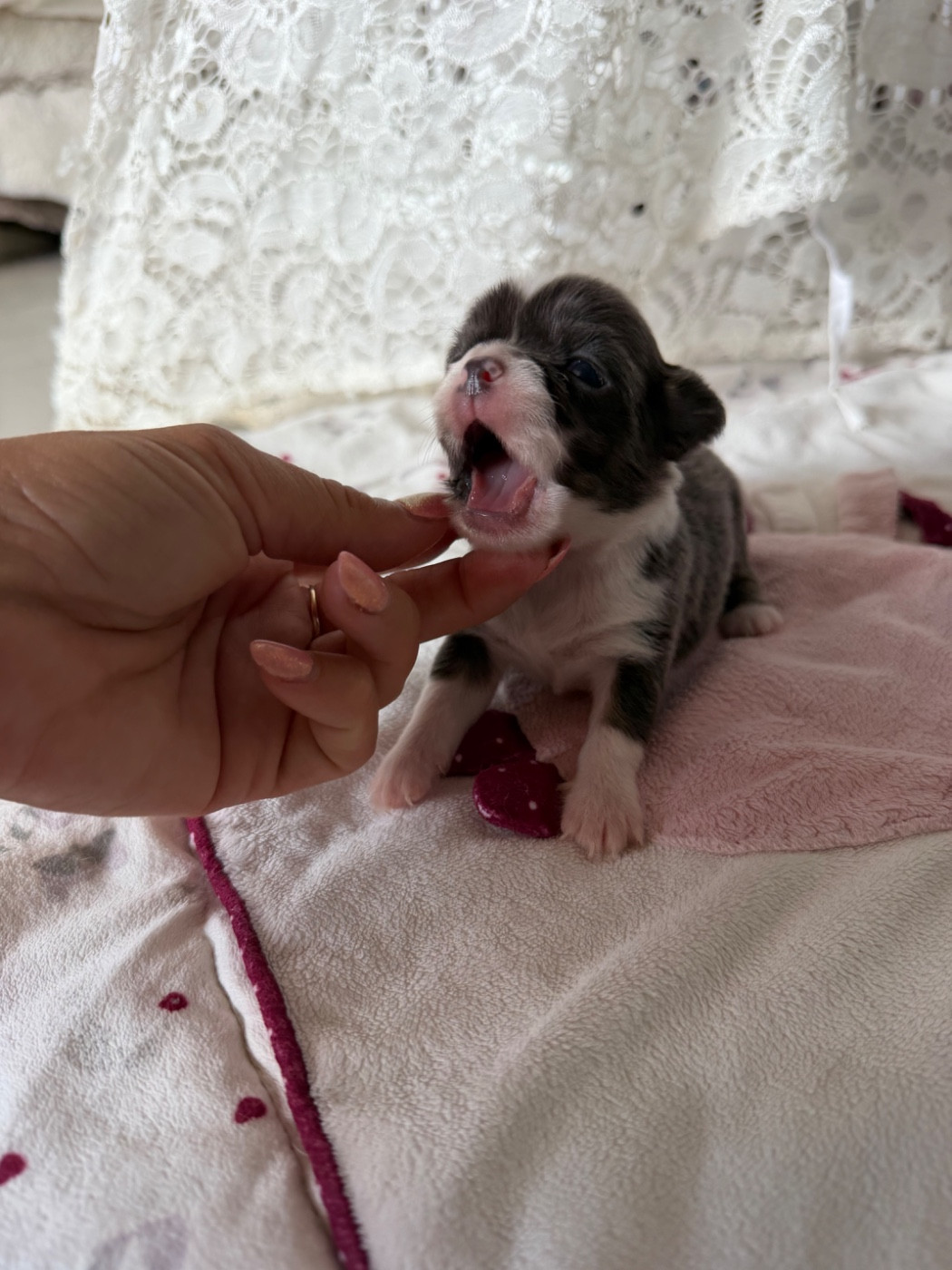 Perrine Toinon - Chiots disponibles - Chihuahua