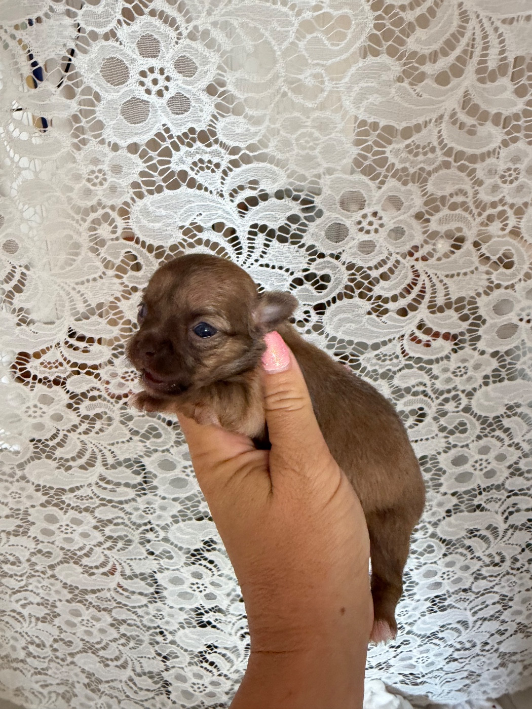Perrine Toinon - Chiots disponibles - Chihuahua