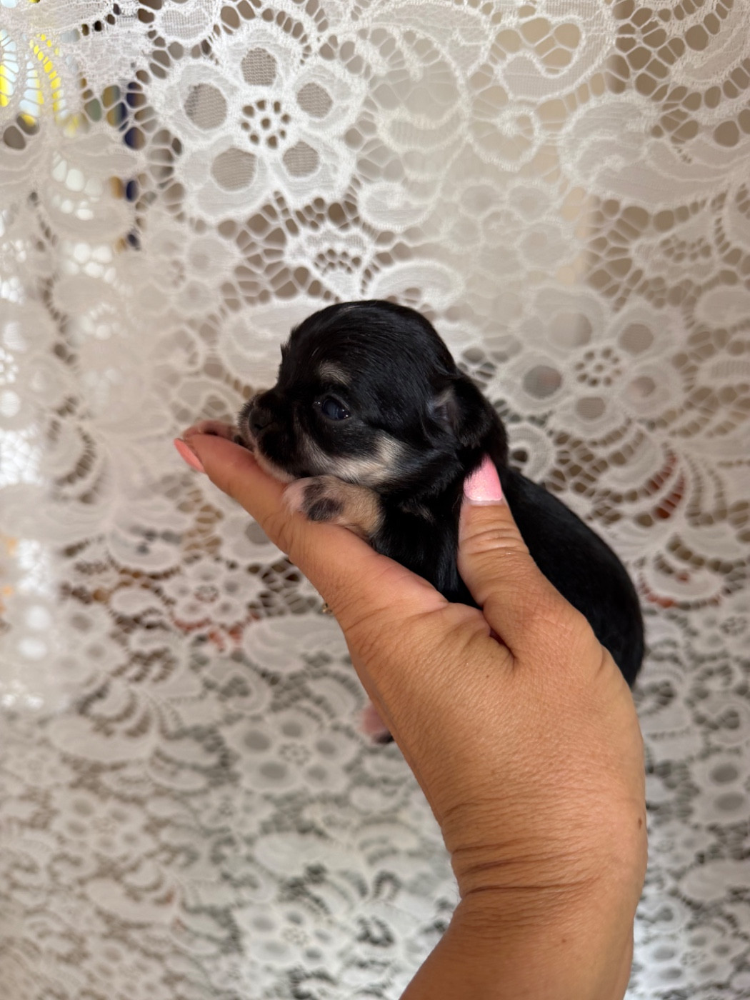 Perrine Toinon - Chiots disponibles - Chihuahua