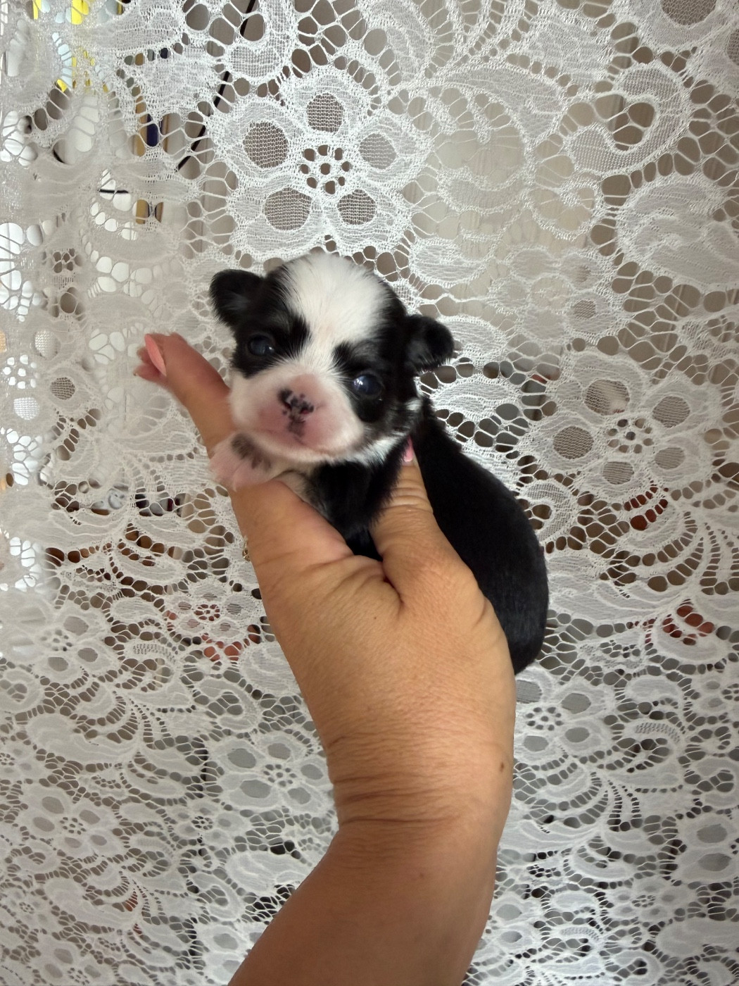 Perrine Toinon - Chiots disponibles - Chihuahua