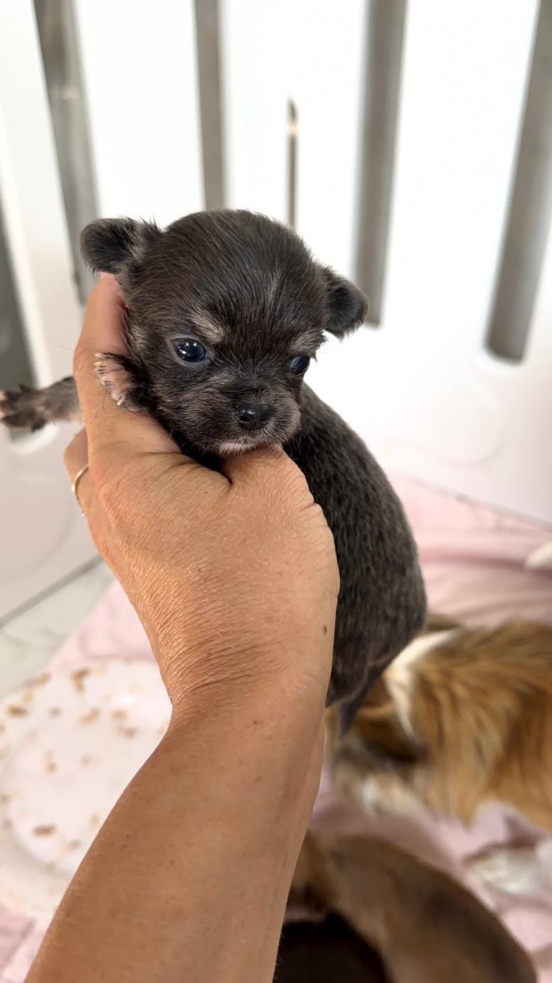 Perrine Toinon - Chiots disponibles - Chihuahua