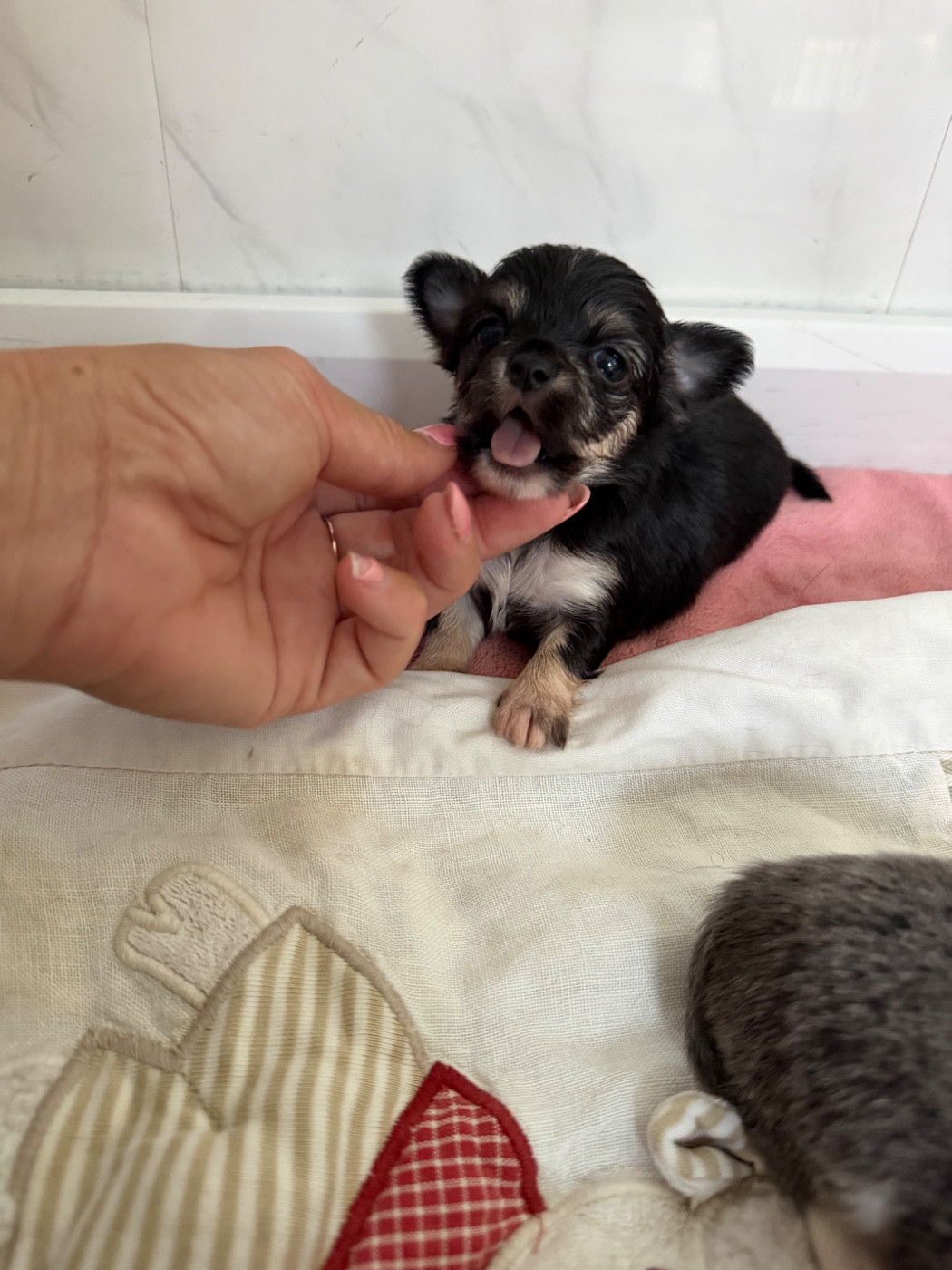 Perrine Toinon - Chiots disponibles - Chihuahua