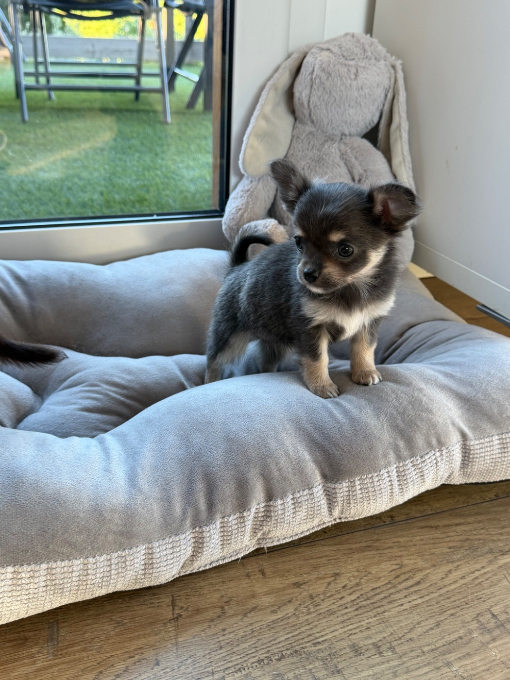Perrine Toinon - Chiots disponibles - Chihuahua