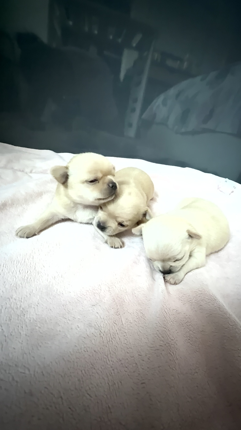 Chiot Chihuahua Perrine Toinon