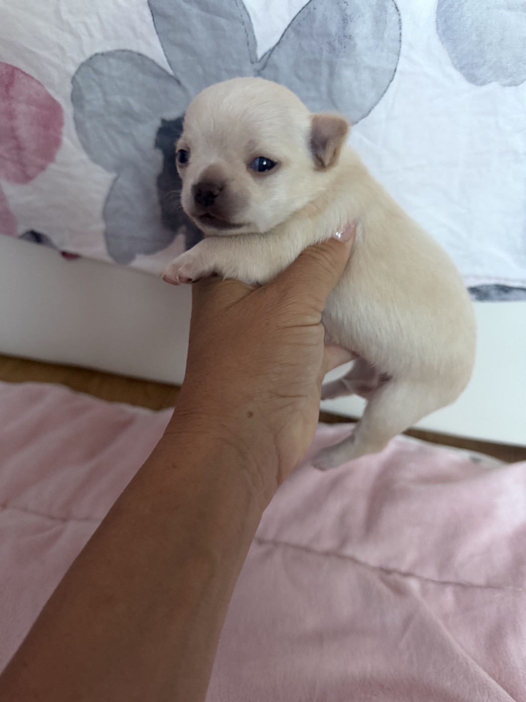 Perrine Toinon - Chiots disponibles - Chihuahua