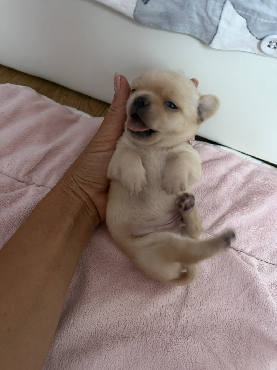 Perrine Toinon - Chiots disponibles - Chihuahua