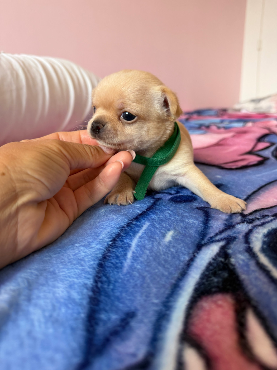 Perrine Toinon - Chiots disponibles - Chihuahua