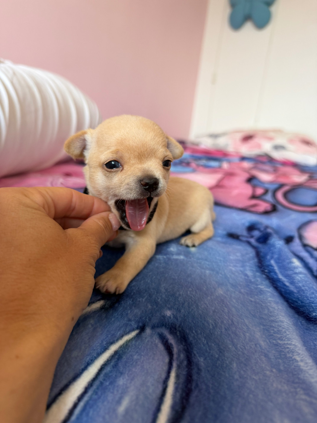 Perrine Toinon - Chiots disponibles - Chihuahua