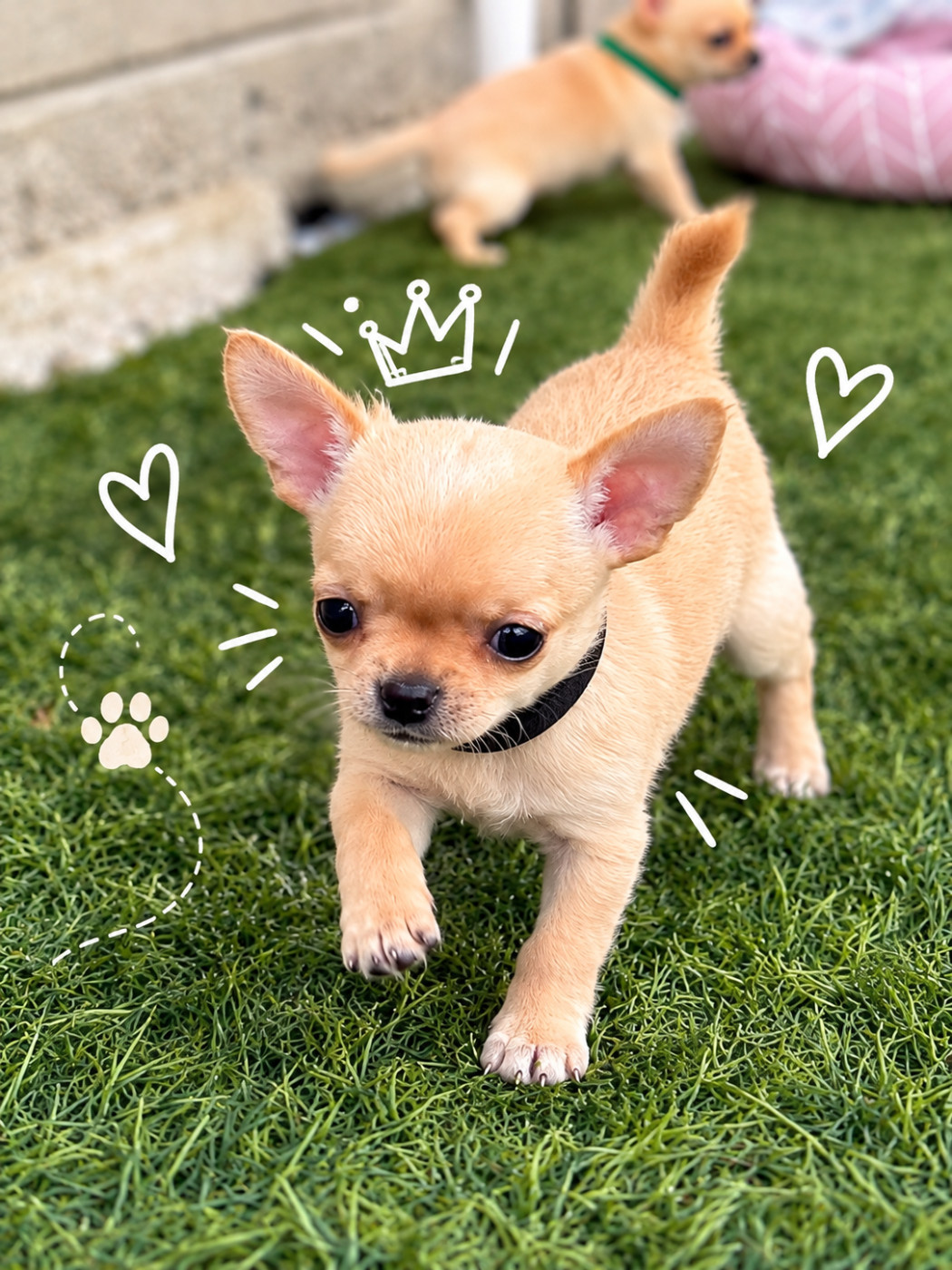 Perrine Toinon - Chiots disponibles - Chihuahua