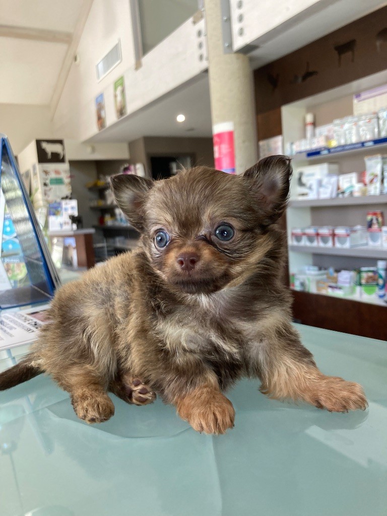 Perrine Toinon - Chiots disponibles - Chihuahua