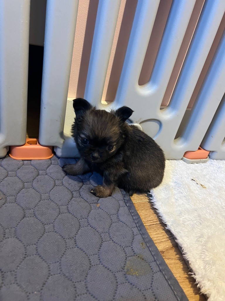 Perrine Toinon - Chiots disponibles - Chihuahua