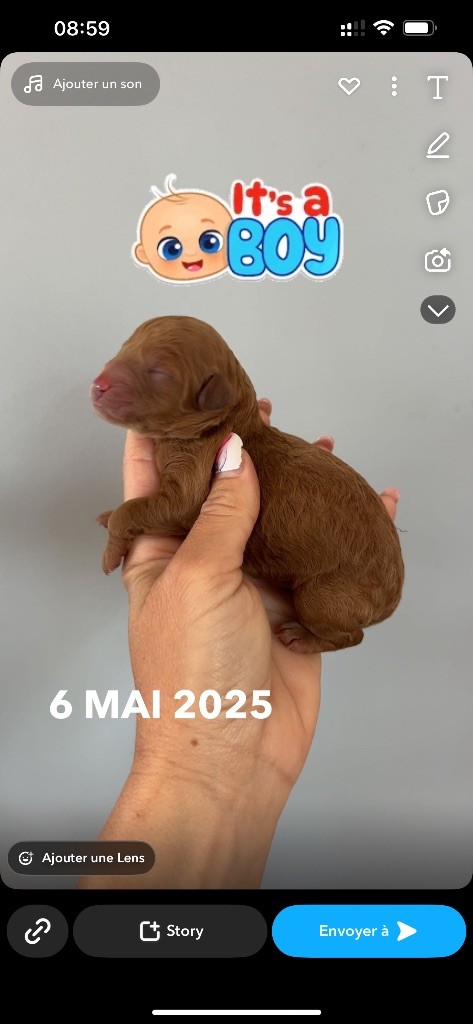 Perrine Toinon - Chiots disponibles - Caniche