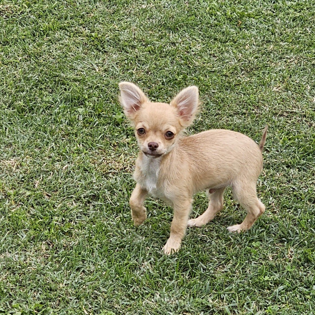 Perrine Toinon - Chiots disponibles - Chihuahua