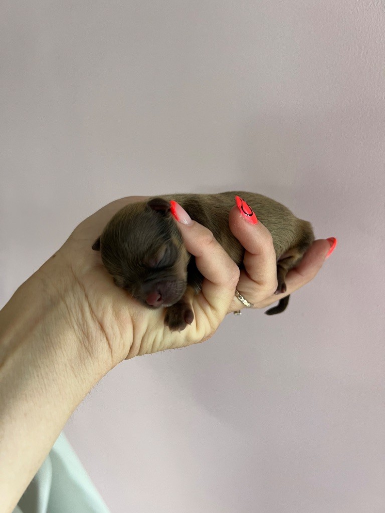Perrine Toinon - Chiots disponibles - Chihuahua