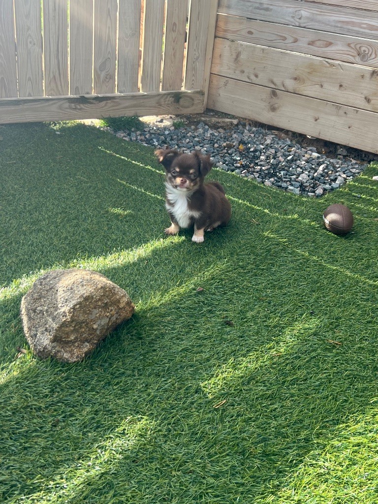 Perrine Toinon - Chiots disponibles - Chihuahua