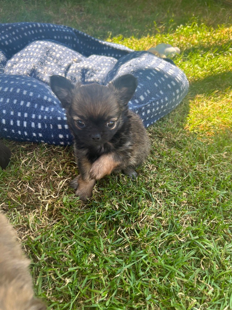 Perrine Toinon - Chiots disponibles - Chihuahua