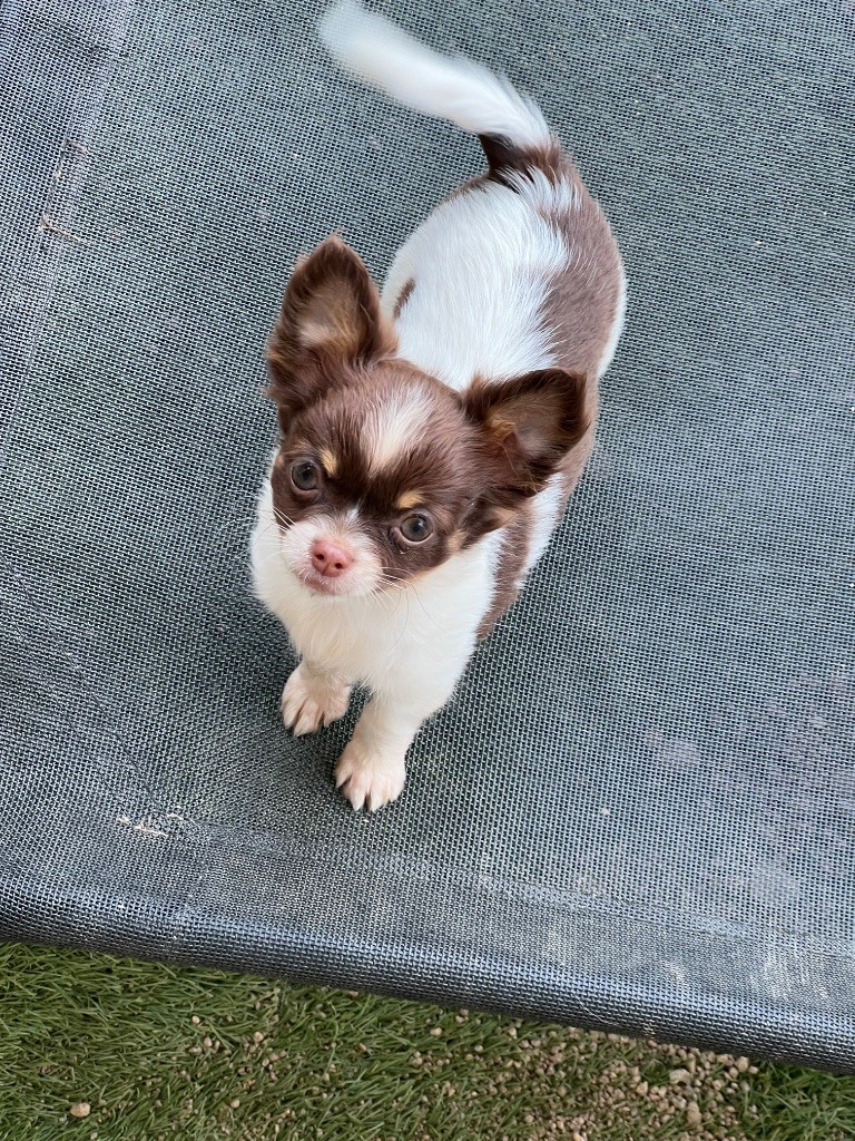 Perrine Toinon - Chiots disponibles - Chihuahua