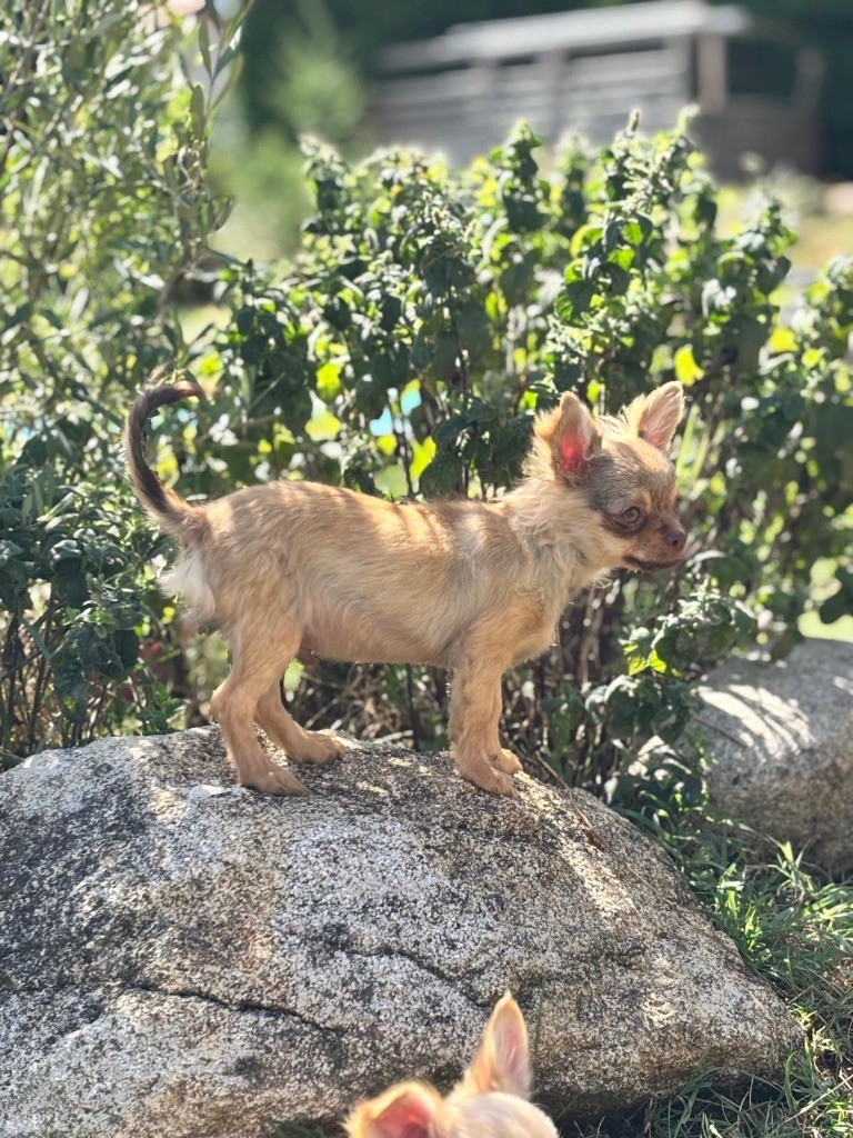 Perrine Toinon - Chiots disponibles - Chihuahua