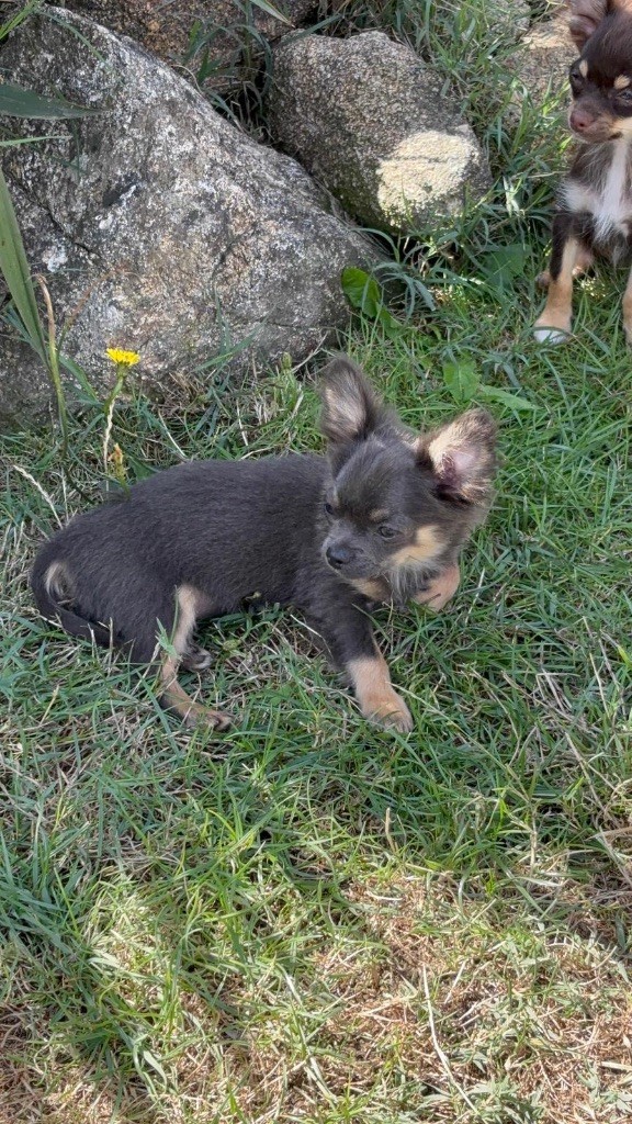 Perrine Toinon - Chiots disponibles - Chihuahua