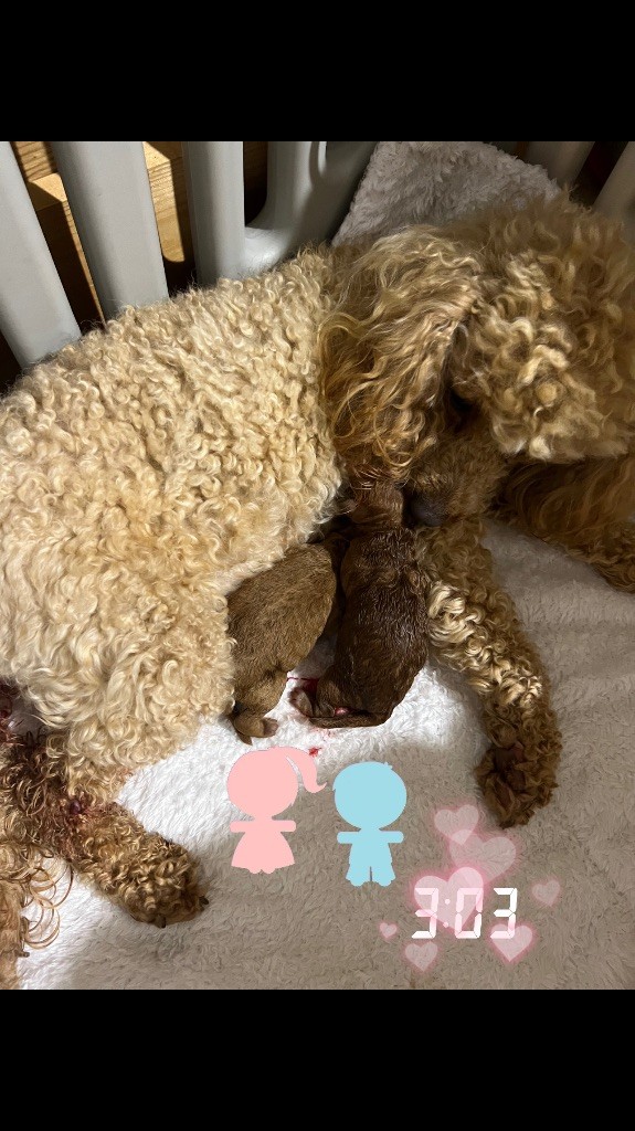Chiot Caniche Perrine Toinon