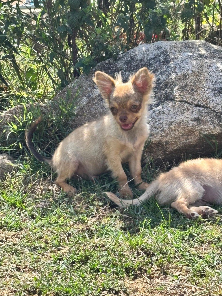 Perrine Toinon - Chiots disponibles - Chihuahua