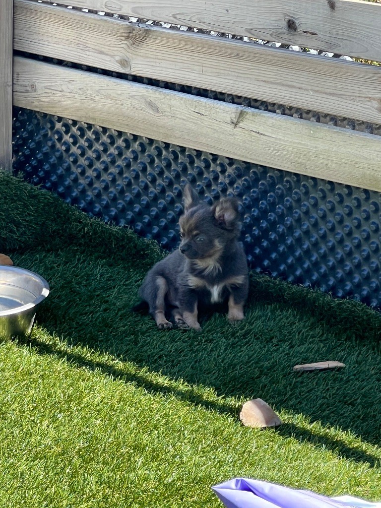 Perrine Toinon - Chiots disponibles - Chihuahua