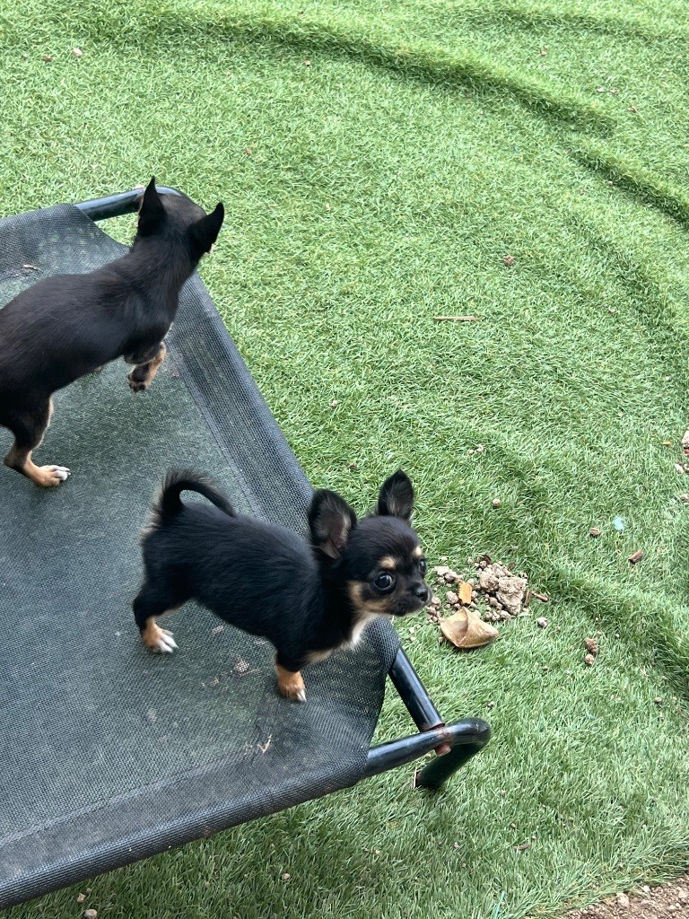 Perrine Toinon - Chiots disponibles - Chihuahua