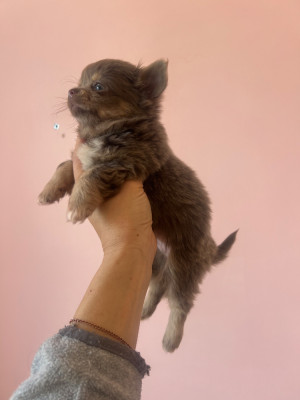 BISCUIT
