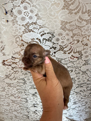 Chiot N°2