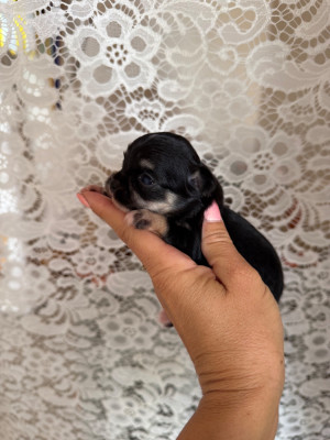 Chiot N°3