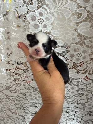 Chiot N°4